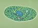 Paramecium Bursaria, Interference Contrast Photographic Poster Print by David Patterson, 24x18