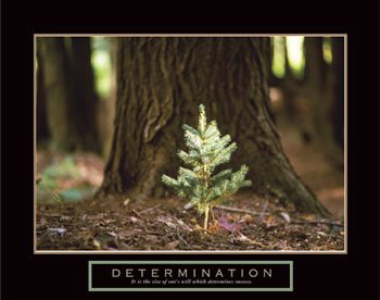 DETERMINATION PINE TREE MOTIVATIONAL ART PRINT 22x28