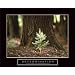 Determination Baby Pine Motivational Poster Little Tree Inspirational Print