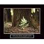 Determination Baby Pine Motivational Poster Little Tree Inspirational Print