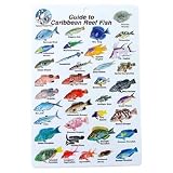 Outdoor Living : Water proof Fish Species Guide to reef fish of the Caribbean