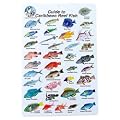 Water proof Fish Species Guide to reef fish of the Caribbean
