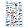 Water proof Fish Species Guide to reef fish of the Caribbean