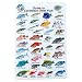 Water proof Fish Species Guide to reef fish of the Caribbean