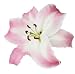 Pink One Lily Isolated - 36
