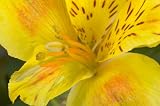 Yellow Alstroemeria Lilies, Wholesale Box Of 120 Flowers