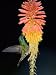 Close-Up of a Hummingbird Feeding on a Red Hot Poker Flower, Savegre, Costa Rica Photographic Poster Print, 18x24