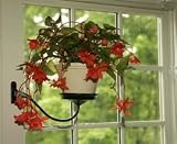 Review The PlantFurniture Company 4051 / Black Sconce - Celadon Glazed Pot