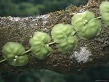 Clinging Vine Growing along a Lichen-Covered Tree Limb Photographic Poster Print, 24x18