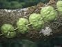 Clinging Vine Growing along a Lichen-Covered Tree Limb Photographic Poster Print, 24x18