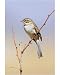 10x8 Photograph (25x20cm) Brewers Sparrow by Ardea