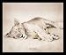 Rachel Hale (Tiger Cub with Doll) Black Wood-Mounted Art Poster Print - 16" X 20"
