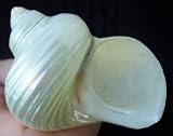 Pearl Turbo Silver Mouth Seashell Hermit Crab Shell