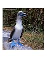 The Great Blue-Footed Booby (Sula Neboxuii), Galapagos, Ecuador, Birds Photographic Poster Print by Wes Walker, 18x24