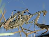 Pair of Praying Mantids Mating on a Branch Photographic Poster Print by Carsten Peter, 24x18