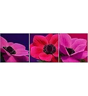 3 Jewel Floral Wall Art