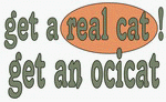 get a real cat! Get an ocicat 11 oz. White Mug