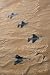 Wallmonkeys Peel and Stick Wall Decals - Military Fighter Jets Fly in Formation over Jordan. - Removable Graphic