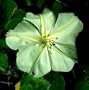 Moon Flower
