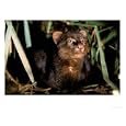 Jaguarundi, Amazon, Ecuador Animals Photographic Poster Print by Pete Oxford, 32x24