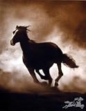 Wild Horse, Horses Art Poster Print by Tony Stromberg, 13x16