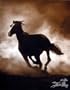 Wild Horse, Horses Art Poster Print by Tony Stromberg, 13x16