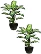 TWO 40" 40" Diffenbachia Plant in Squarish Container Green