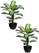 TWO 40" 40" Diffenbachia Plant in Squarish Container Green