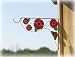 Bird Brain Poppy Plant Bracket