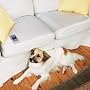 Scat Mat Dummy Indoor Large 48-Inch by 20-Inch Pet Training Mat