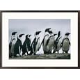 A group of jackass penguins stands upright on a rock Animals Framed Art Poster Print by Chris Johns, 29x21