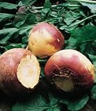 American Purple Top Rutabaga 600 Seeds - BONUS PACK ! - B001KUTZ9G