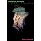 Digital Sensory Systems