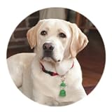  : Coleman Motion-Activated Lantern Pet Tag