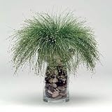 Live Wire Grass 10 Seeds - NEW -STRANGE - Indoors/Out