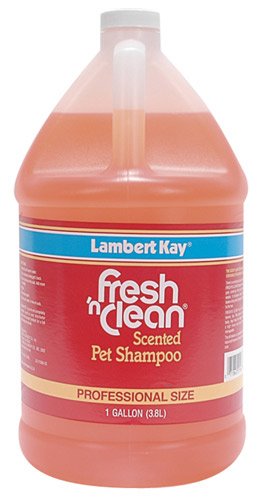 Fresh N Clean Long Lasting Scented Shampoo - Gallon