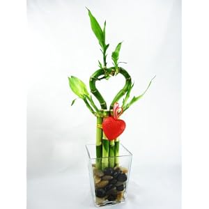 9greenbox Live 6 Double Heart Style