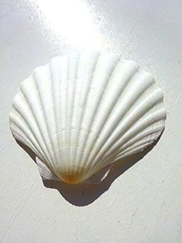Beautiful seashell shell Big White scallop marine decoration