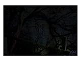 08172 Lainzer Tiergarten 04 Art Giclee Poster Print by andreas kovar, 16x20