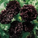 Poppy Seeds - Poppy Black Peony