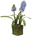 Hyacinth in Twig Basket, medium 17 in.