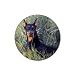 Doberman Pinscher Rubber Round Coaster (4 pack)