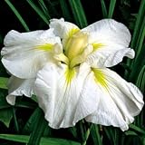 Gold Bound Iris - Pure White Flowers/Yellow Signals