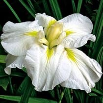Gold Bound Iris - Pure White Flowers/Yellow Signals