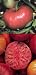 Mortgage Lifter Tomato 4 Plants - Lg. Well-Shaped Fruit - ORDER NOW!