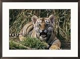 A captive tiger gives a little roar Framed Art Poster Print by Roy Toft, 29x21