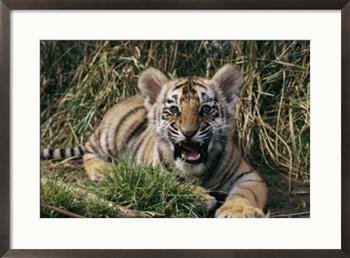 A captive tiger gives a little roar Framed Art Poster Print by Roy Toft, 29x21
