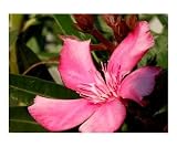 Pink Oleander Botanical Photographic Poster Print by Olga Curd, 24x20