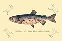 Art Poster, The Tahoe Trout - 27.5 x 18.75