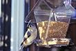 Cafe Window Feeder, 3/4 Qt Clear